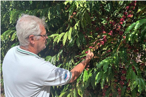 A SERRA: MOVIMENTA R$ 18 MILHÕES NA ECONOMIA POR MEIO DO CAFÉ.